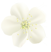 home flower